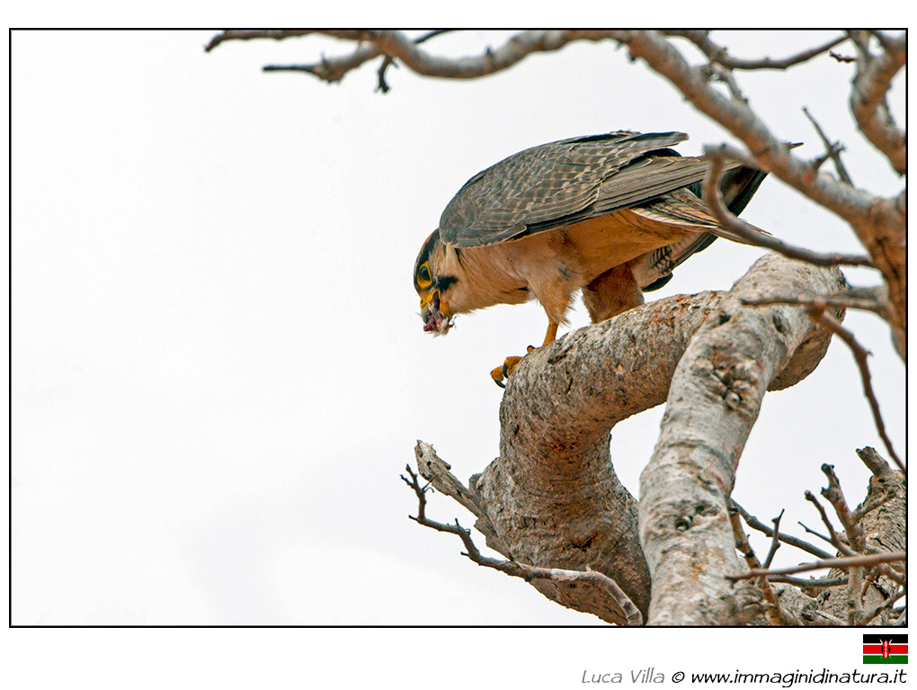Falco pellegrino africano - Falco peregrinus minor